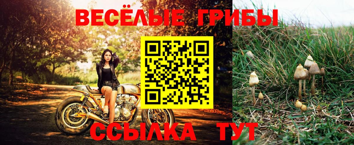 Галлюциногенные грибы мицелий Богданович